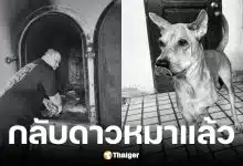 ช่างท๊อป ด็อกอาร์ท แจ้งข่าวสุนัขเสียชีวิตแล้ว