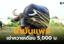 น้ำมันแพง เช่าควายแทนเครื่องจักร
