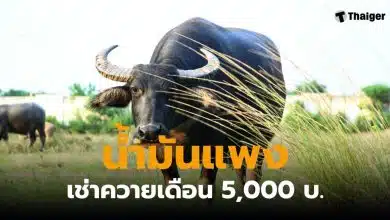 น้ำมันแพง เช่าควายแทนเครื่องจักร