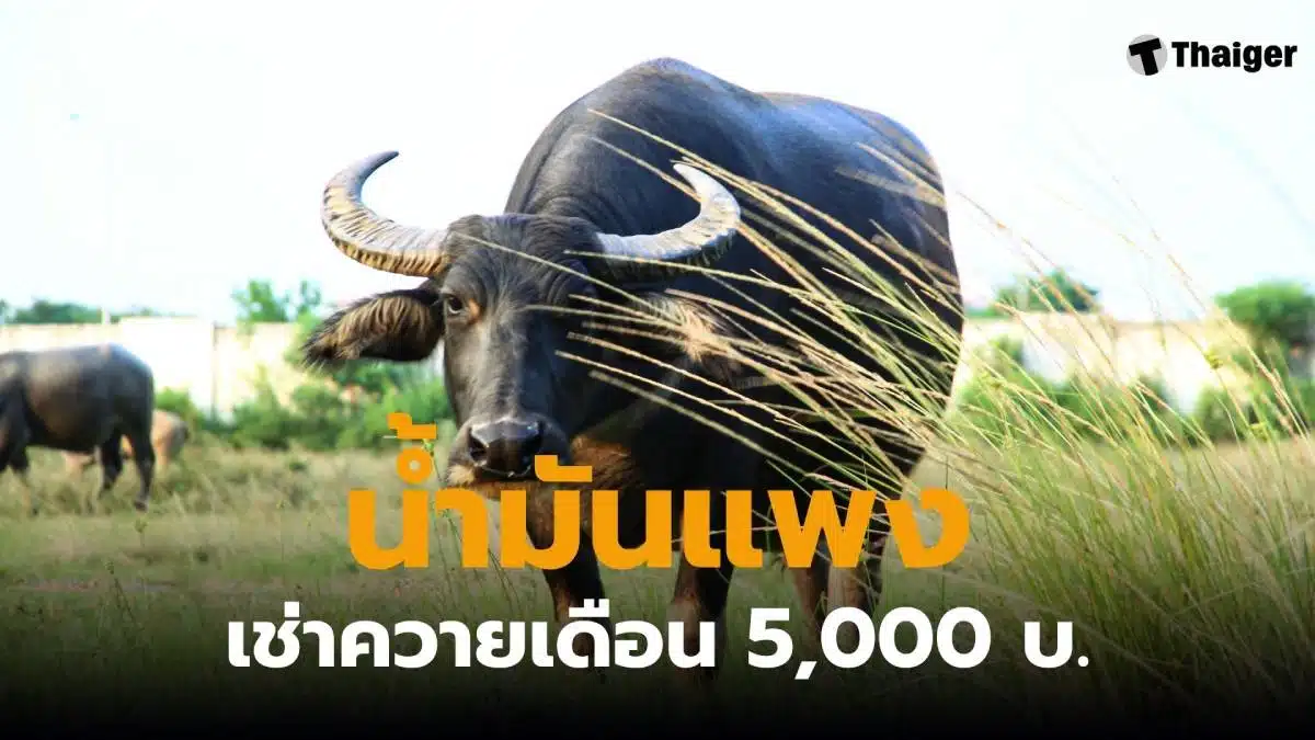 น้ำมันแพง เช่าควายแทนเครื่องจักร