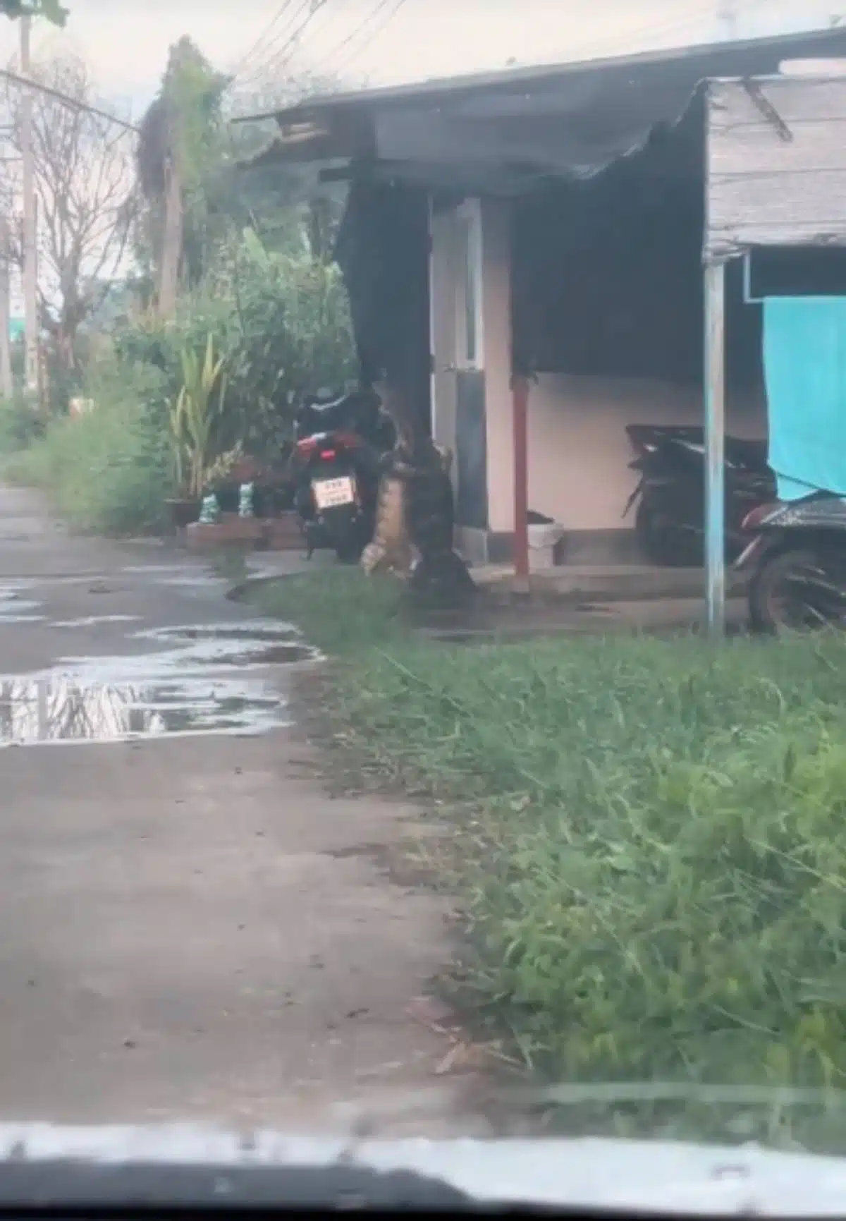 ธรรมชาติแบบไม่ปรุงแต่ง ชาวบ้านปทุมธานีใช้ชีวิตร่วมกับสัตว์เลื้อยคลานยักษ์