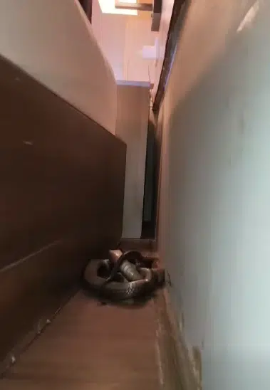 งูในโรงแรมจังหวัดกระบี่