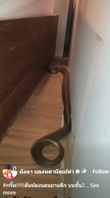 ภาพนาทีเลื่อนที่นอนแล้วเจองูเห่าบนหัวเตียง