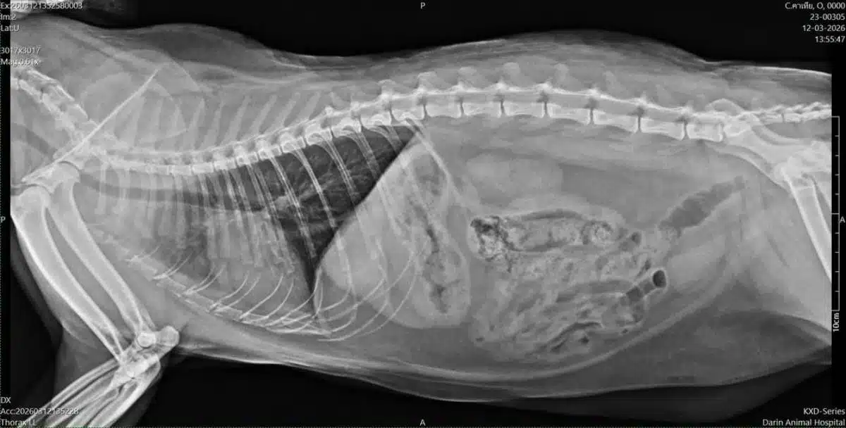 พอตฆ่าสัตว์เลี้ยง พบเคสแมวปอดอักเสบรุนแรง