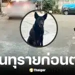มูลนิธิวอชด็อกรับเรื่องเจ้าดำ หมาจรถูกวางยาเสียชีวิต