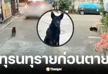 มูลนิธิวอชด็อกรับเรื่องเจ้าดำ หมาจรถูกวางยาเสียชีวิต