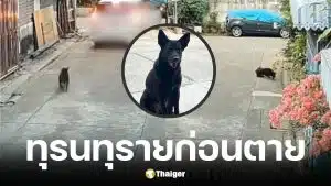 มูลนิธิวอชด็อกรับเรื่องเจ้าดำ หมาจรถูกวางยาเสียชีวิต