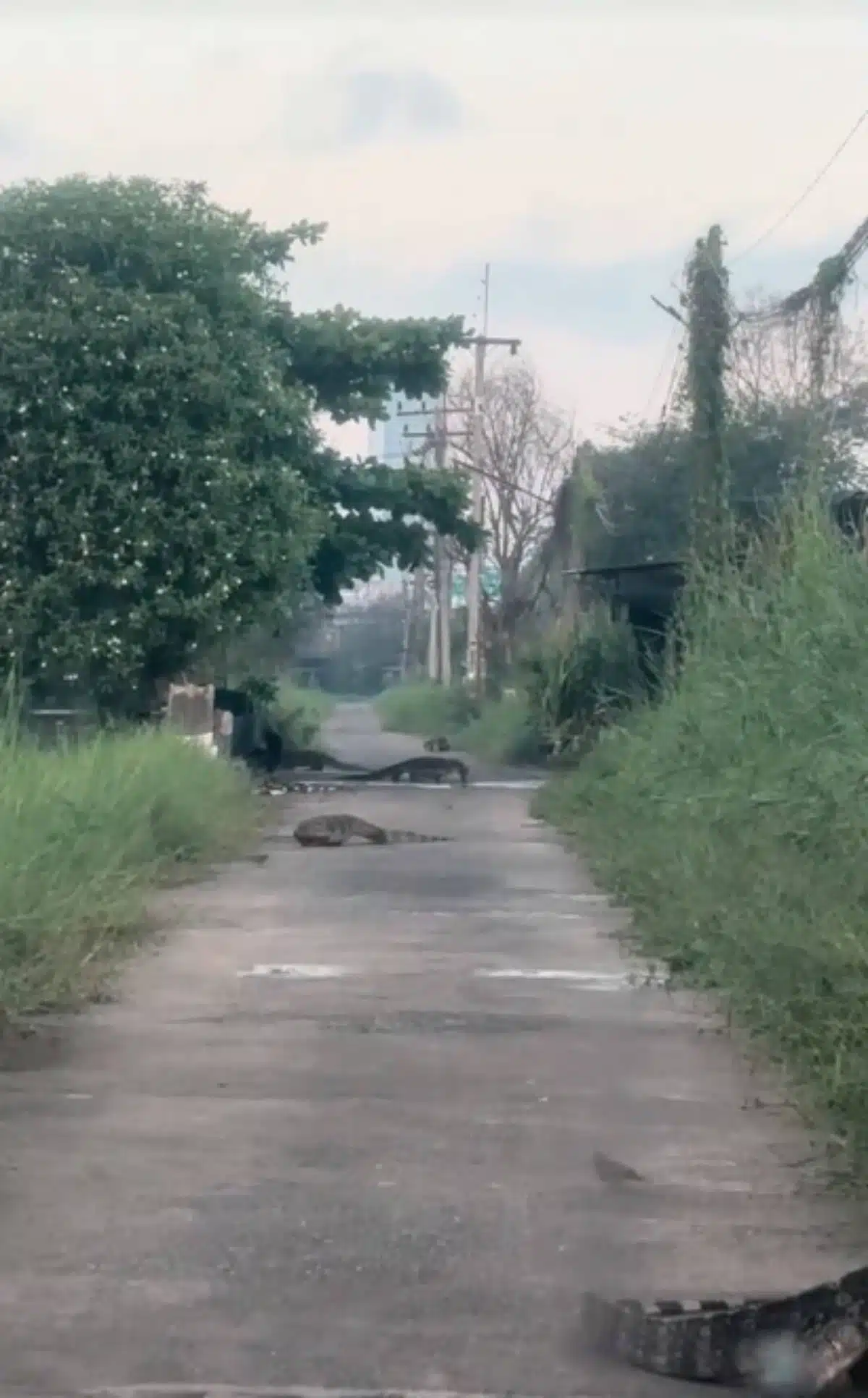 พบเห็นตะกวดเดินเตร่ตามท้องถนนในคลองหนึ่ง