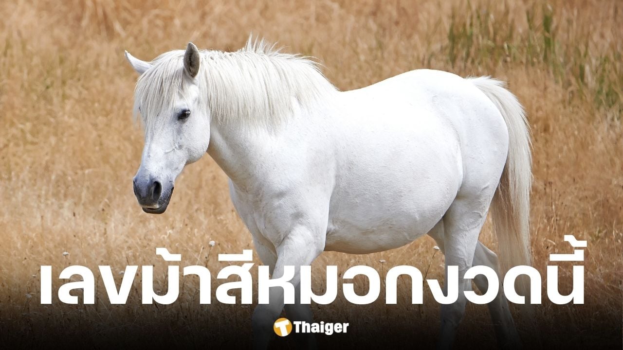 เลขเด็ดม้าสีหมอก งวด 16 มีนาคม 2569