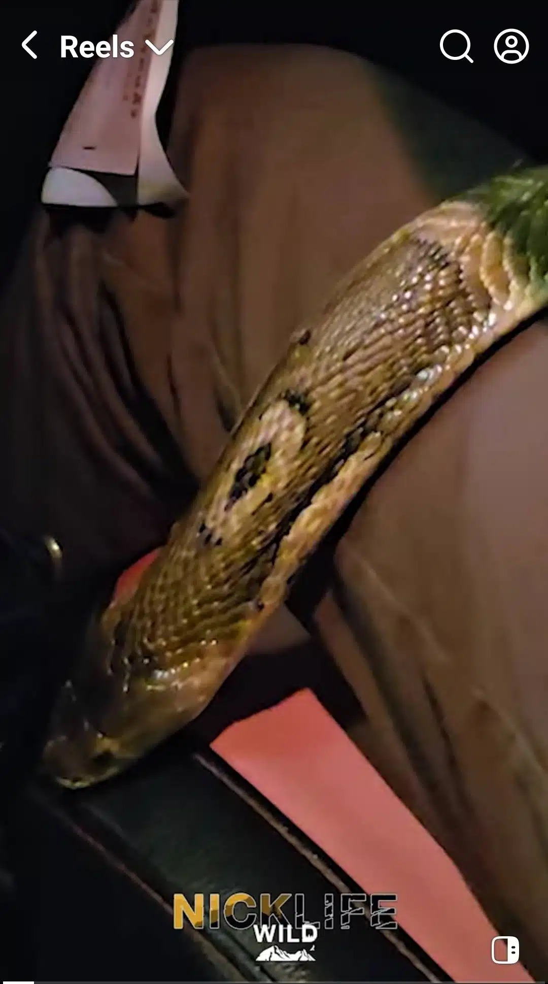 นิค อสรพิษวิทยา แจงดราม่าคลิป งูเห่าหลุดในรถ ตอบแล้วของจริงหรือคอนเทนต์-2