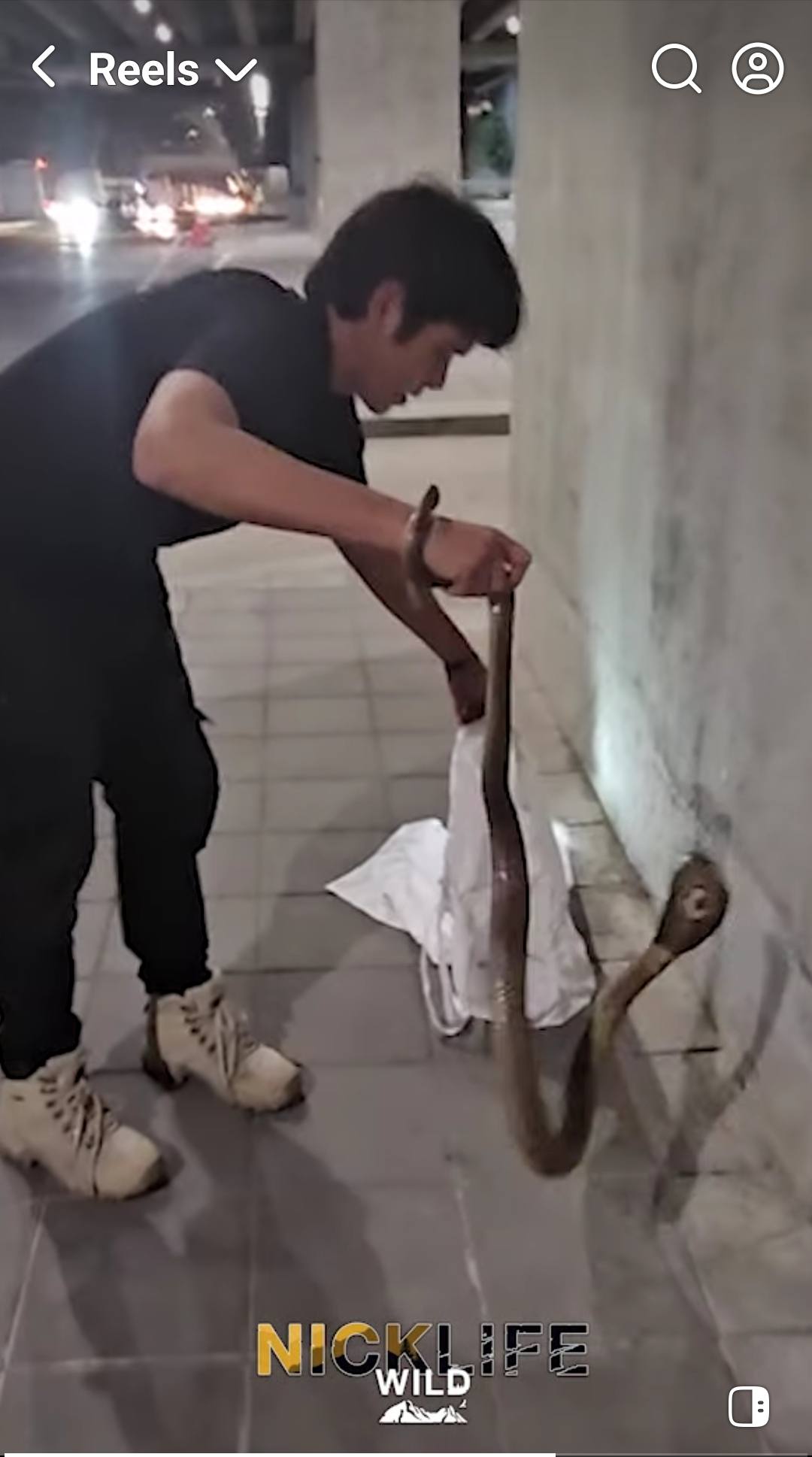 นิค อสรพิษวิทยา แจงดราม่าคลิป งูเห่าหลุดในรถ ตอบแล้วของจริงหรือคอนเทนต์-4