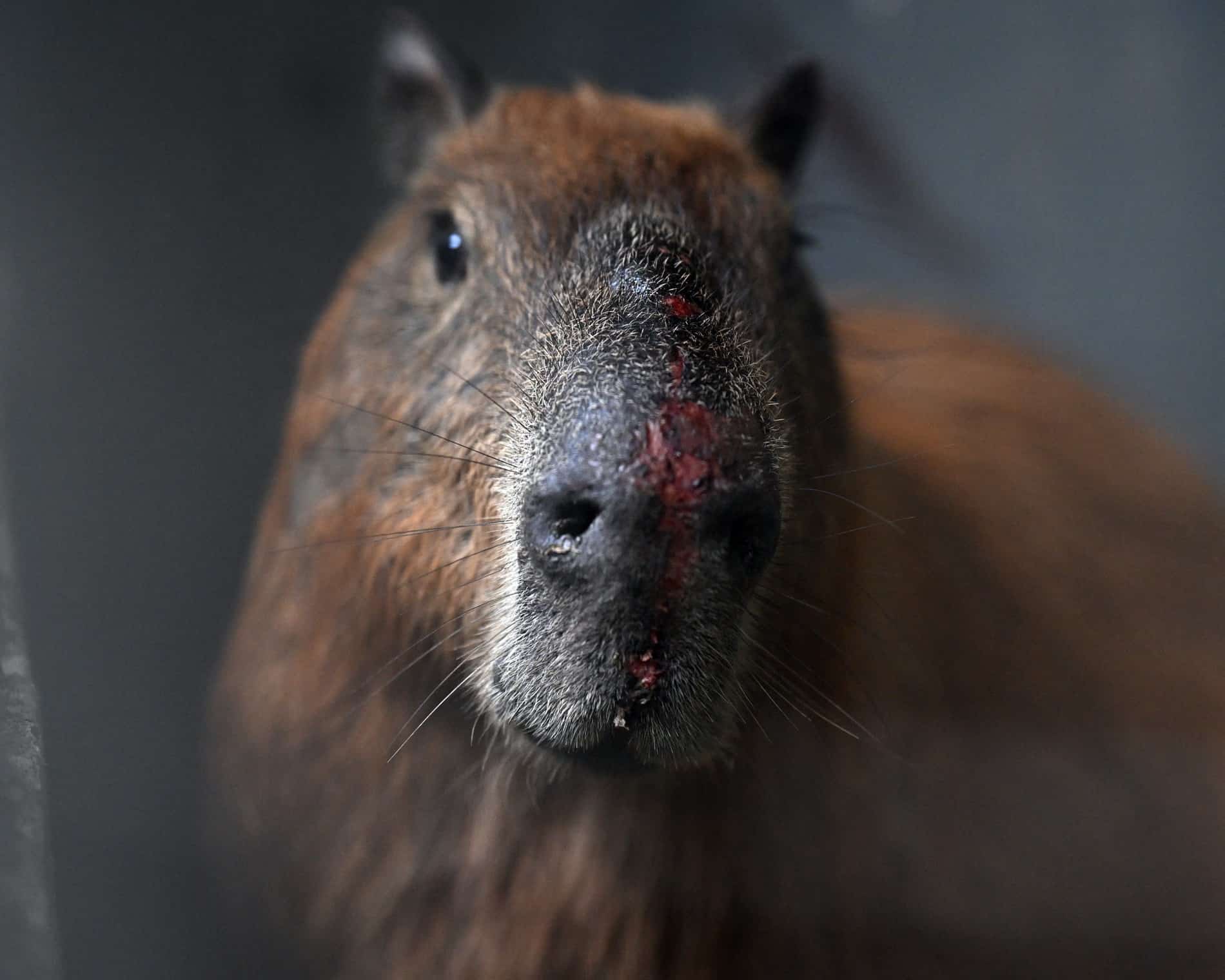 รวบ 8 คนร้าย บุกใช้ไม้-เหล็กทุบหัว คาปิบารา ปางตาย แพทย์ดูอาการใกล้ชิด-2