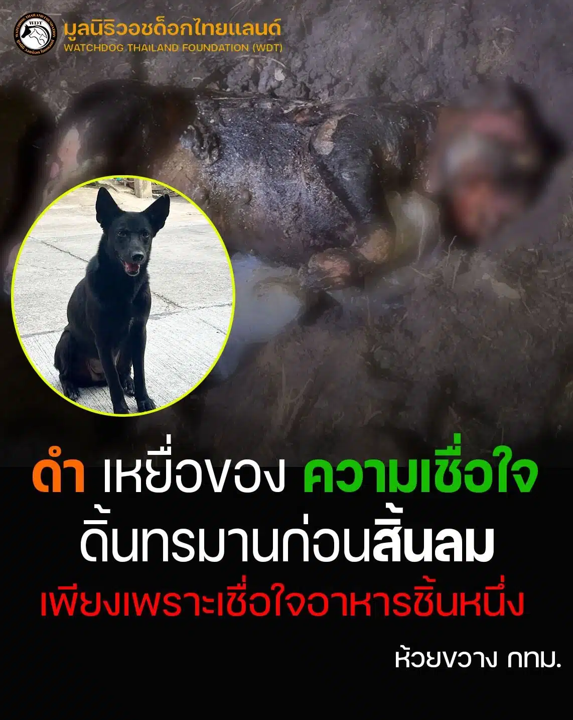 เจ้าดำถูกวางยาเสียชีวิต