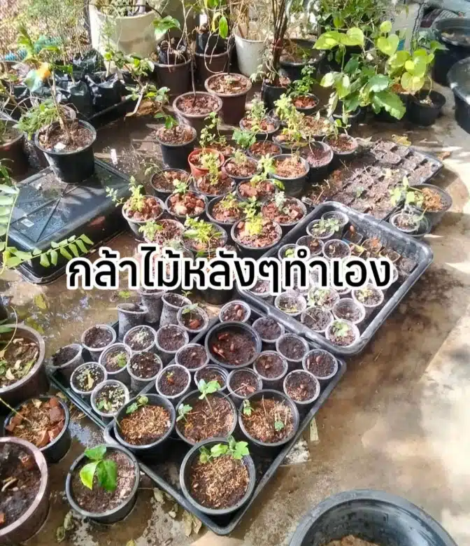 เพ็ชร ฐกฤต อวดชีวิตเรียบง่าย ลงมือทำสวนจากพื้นที่ 6 ไร่ สู่อาณาจักรแบบพอเพียง 13 ไร่-12