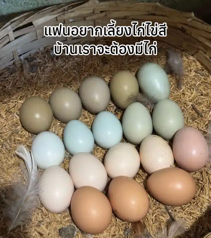 เพ็ชร ฐกฤต อวดชีวิตเรียบง่าย ลงมือทำสวนจากพื้นที่ 6 ไร่ สู่อาณาจักรแบบพอเพียง 13 ไร่-13