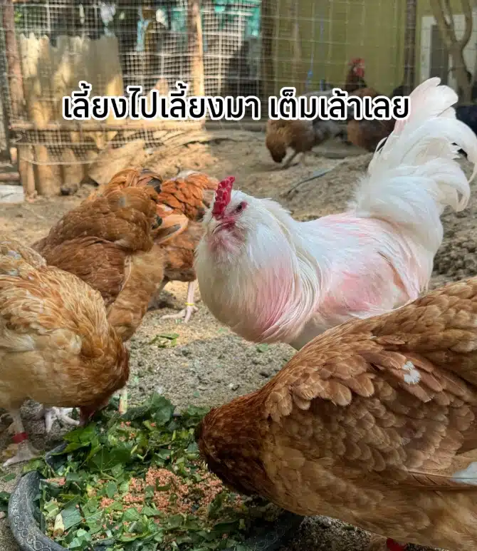 เพ็ชร ฐกฤต อวดชีวิตเรียบง่าย ลงมือทำสวนจากพื้นที่ 6 ไร่ สู่อาณาจักรแบบพอเพียง 13 ไร่-14