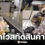สุนัขบีเกิล K9 สหรัฐฯ โชว์สกิลจมูกไวสกัดสินค้าเกษตรและเครื่องปรุงรสไทย