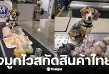 สุนัขบีเกิล K9 สหรัฐฯ โชว์สกิลจมูกไวสกัดสินค้าเกษตรและเครื่องปรุงรสไทย