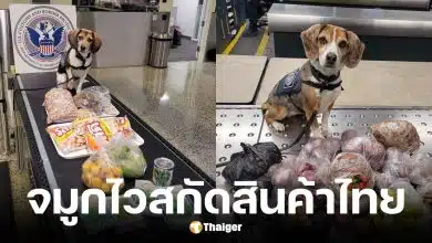 สุนัขบีเกิล K9 สหรัฐฯ โชว์สกิลจมูกไวสกัดสินค้าเกษตรและเครื่องปรุงรสไทย