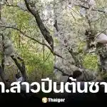 นักท่องเที่ยวสาวปีนต้นซากุระ 20 ปีจนหักโค่น
