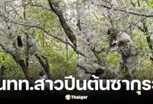 นักท่องเที่ยวสาวปีนต้นซากุระ 20 ปีจนหักโค่น