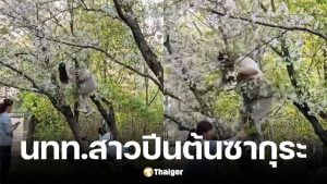 นักท่องเที่ยวสาวปีนต้นซากุระ 20 ปีจนหักโค่น