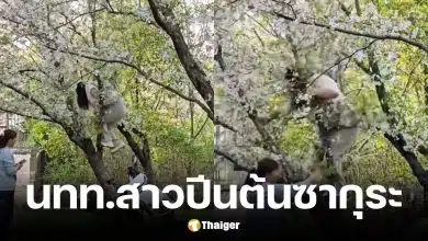 นักท่องเที่ยวสาวปีนต้นซากุระ 20 ปีจนหักโค่น