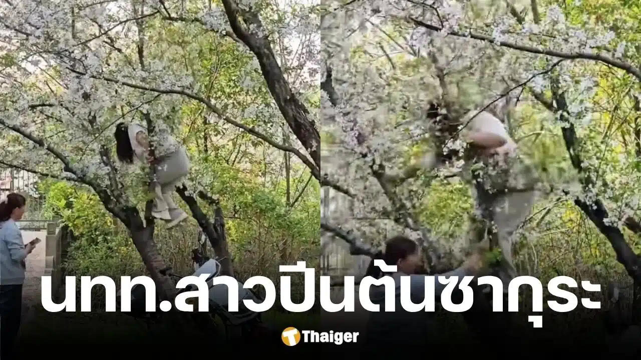 นักท่องเที่ยวสาวปีนต้นซากุระ 20 ปีจนหักโค่น