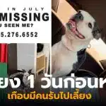 สุนัขพันธุ์บอสตันเทอร์เรีย หาย 3 ปี