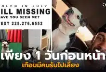 สุนัขพันธุ์บอสตันเทอร์เรีย หาย 3 ปี