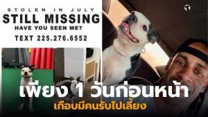 สุนัขพันธุ์บอสตันเทอร์เรีย หาย 3 ปี