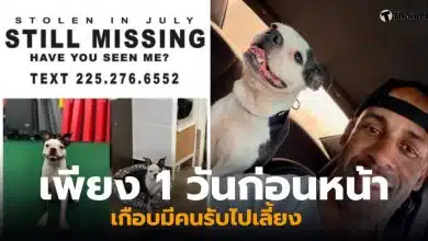 สุนัขพันธุ์บอสตันเทอร์เรีย หาย 3 ปี