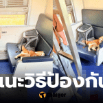 แมวคลั่ง วิธีป้องกัน