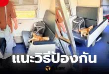 แมวคลั่ง วิธีป้องกัน