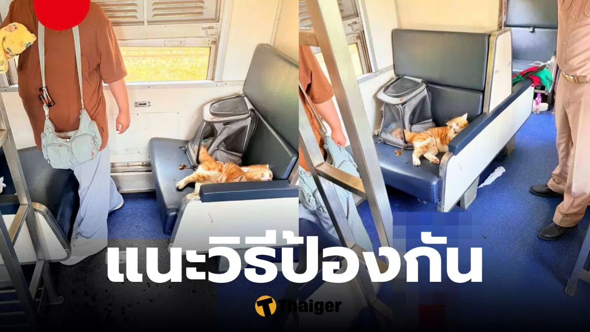 แมวคลั่ง วิธีป้องกัน