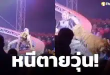 นาทีระทึก! เสือโคร่ง กระโจนใส่คนดู หลังตาข่ายนิรภัยถล่มกลางโชว์ คนดูวิ่งหนีตายจ้าละหวั่น