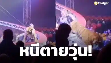 นาทีระทึก! เสือโคร่ง กระโจนใส่คนดู หลังตาข่ายนิรภัยถล่มกลางโชว์ คนดูวิ่งหนีตายจ้าละหวั่น