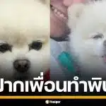 สาวป่วย ฝากเพื่อนเลี้ยงหมา โดนโขกค่าเลี้ยงดู 1 แสน แลกเอาหมาคืน