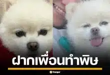 สาวป่วย ฝากเพื่อนเลี้ยงหมา โดนโขกค่าเลี้ยงดู 1 แสน แลกเอาหมาคืน