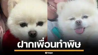 สาวป่วย ฝากเพื่อนเลี้ยงหมา โดนโขกค่าเลี้ยงดู 1 แสน แลกเอาหมาคืน