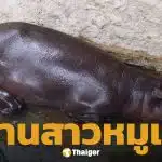 สวนสัตว์โคราชเฮ ลูกฮิปโปแคระ ลืมตาดูโลก เตรียมอวดโฉมข้างแม่หมูกรอบเร็วๆ นี้