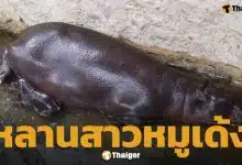 สวนสัตว์โคราชเฮ ลูกฮิปโปแคระ ลืมตาดูโลก เตรียมอวดโฉมข้างแม่หมูกรอบเร็วๆ นี้