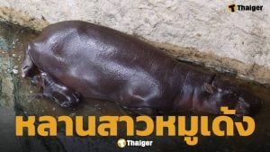 สวนสัตว์โคราชเฮ ลูกฮิปโปแคระ ลืมตาดูโลก เตรียมอวดโฉมข้างแม่หมูกรอบเร็วๆ นี้