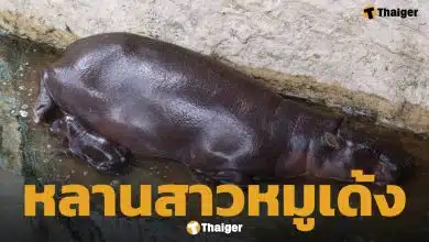 สวนสัตว์โคราชเฮ ลูกฮิปโปแคระ ลืมตาดูโลก เตรียมอวดโฉมข้างแม่หมูกรอบเร็วๆ นี้