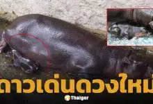 สวนสัตว์โคราชเฮ ลูกฮิปโปแคระ ลืมตาดูโลก เตรียมอวดโฉมข้างแม่หมูกรอบเร็วๆ นี้