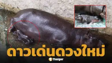สวนสัตว์โคราชเฮ ลูกฮิปโปแคระ ลืมตาดูโลก เตรียมอวดโฉมข้างแม่หมูกรอบเร็วๆ นี้