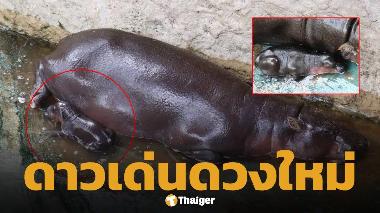 สวนสัตว์โคราชเฮ ลูกฮิปโปแคระ ลืมตาดูโลก เตรียมอวดโฉมข้างแม่หมูกรอบเร็วๆ นี้