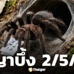 เลขเด็ด พญาบึ้ง งวด 2 พฤษภาคม 2569