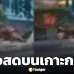 โนสนโนแคร์! คู่รักไร้บ้าน เริงรักบนเกาะกลางถนน กลางวันแสก ๆ คนผ่านไปมายืนอึ้งช็อตเด็ด