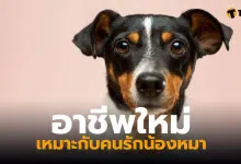 อาชีพใหม่รับจ้างดมกลิ่นปากสุนัข